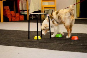 Hund som nosar på upp och nedvända skålar