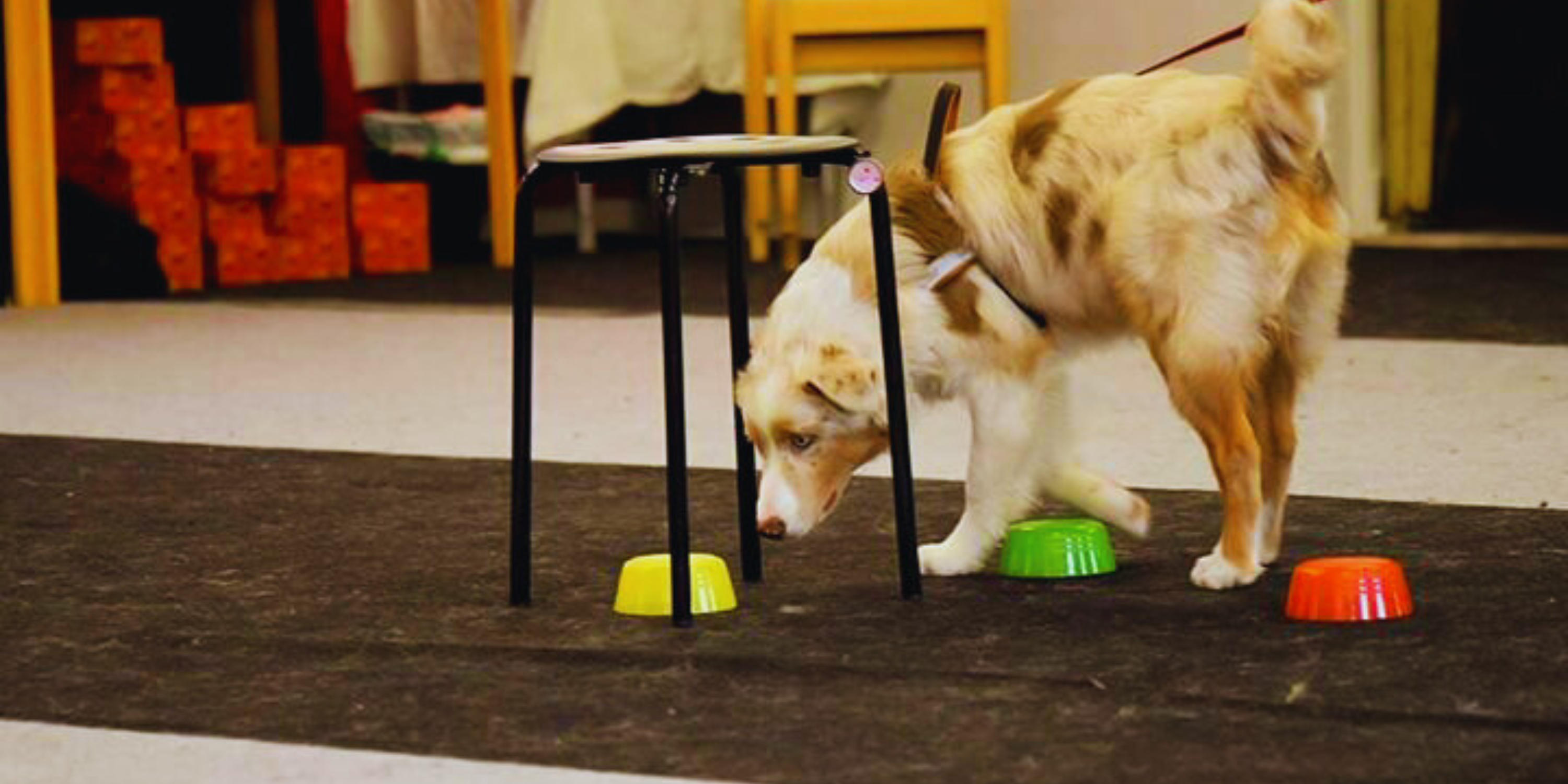 Hund som nosar på upp och nedvända skålar