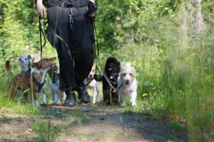 flera hundar i koppel med hundtränare på hunddagis på kursen Hundskötare