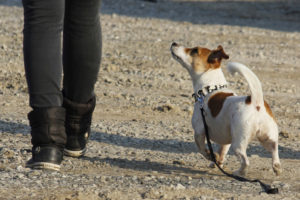 hund följer sin hundtränare