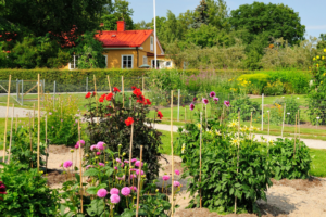 trädgård med dalior