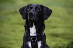 en svart hund tittar in i kameran