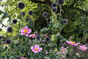 Blommor Höstanemon Bolltistel Inspration Trädgårdsdesign på distans