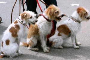 hundar i koppel på hunddagis på kursen Hundskötare