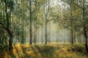 Uthålligt skogsbruk på din mark