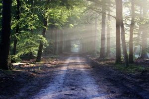 väg till skogen
