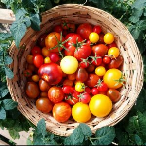Många olika färgglada tomatertomater i en korg