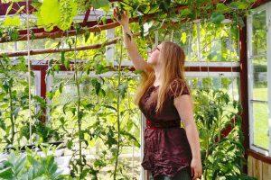 En kvinna plockar vindruvor som hänger ner från växthusets tak