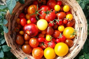 Olika färgglada tomater i en korg