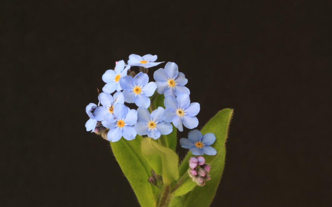 Blomman "Förgätmigej". små blåa blommor med gul mitt med rundade blad som växer i kluster.