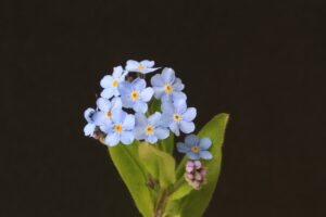 Blomman "Förgätmigej". små blåa blommor med gul mitt med rundade blad som växer i kluster.