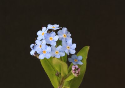 Minnesträning
