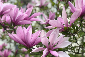 Rosa utslagna Magnoliablommor