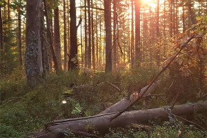 skog med fallet träd