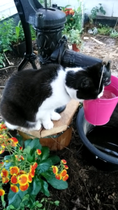 katt dricker vatten ur en liten hink.