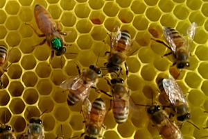 Flera bin på en vaxkaka