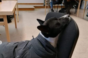 Svartvit hund vilar mot ryggstödet på en kontorsstol under hundtränarlektionen