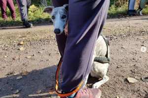 En hund som försiktigt gömmer sig mellan mattes ben