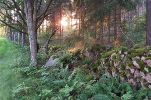 En gammal stenmur från förr mitt i skogen