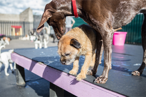 En större hund står och nosar på en mindre hund