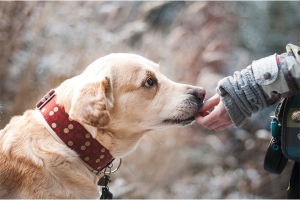 En hund med rött halsband får godis ur en hand