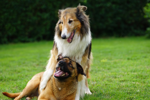 Två hundar vilar på en gräsmatta