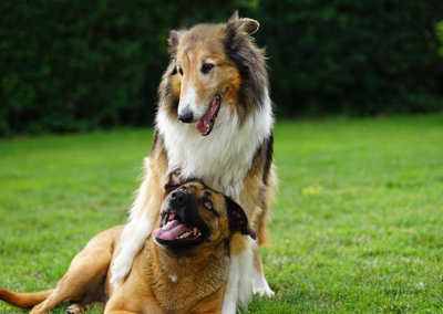 Hundinstruktör