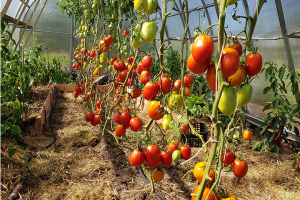 Tomatodlingen lyser röd i växthuset