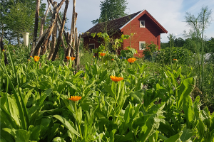 Framför det röda huset blommar ringblommorna