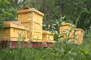 5 bikupor som står i gräset i grupper om 2. först tre i olika höjd sen två i olika höjd. Bikuporna är gula.