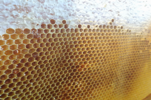 Vaxkaka med honing