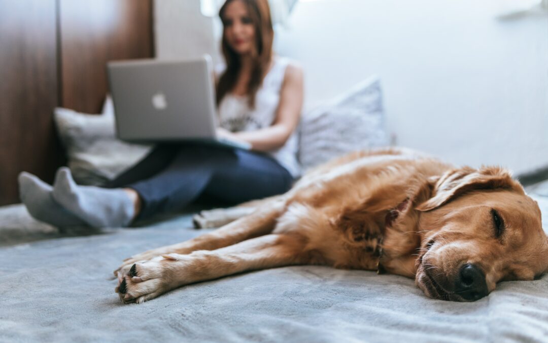 I förgrunden en hund med gyllene päls ligger och vilar på en säng. I bakgrunden en kvinna som sitter med en bärbar dator i knät.