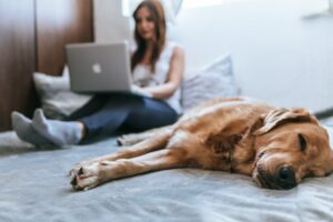 I förgrunden en hund med gyllene päls ligger och vilar på en säng. I bakgrunden en kvinna som sitter med en bärbar dator i knät.