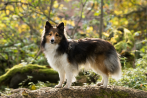 Hund i skog