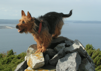 Hund och människa – en samvaro under förändring