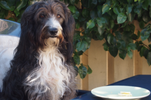 Hund som artigt inväntar "varsågod" vid matbordet.