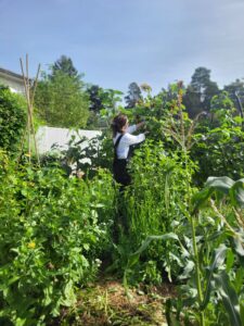 Kvinna i trädgårdsland står och klipper ned solrosor